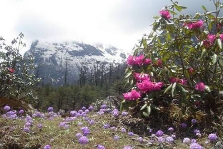 Shingba Rhododendron Sanctuary Trip Packages